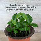 Lemon Meyer Trees Live Starter Plants  Meyer Seedling  Rooted  Grown From Seed