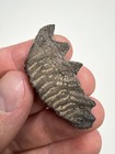 Large 1 71    Asiatoceratodus Fossil Lungfish Tooth - Elrhaz Formation  Niger