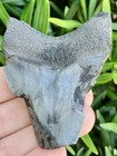 Natural Beautiful 2 58    Megalodon Tooth Fossil Shark Teeth