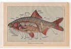 Male Roach Fish Anatomy Internal Organs 1911 Antique Chromolithograph