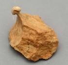 Remopleurides Elongatus Trilobite Russia No Resoration Plankton Little Trilobite