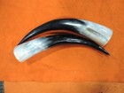 10  - 15  Bull Horns Cow Horns Steer Longhorn Horns Taxidermy Pairs Polished