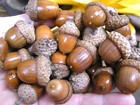 48 Dried Acorns With Caps For Fall Crafts  Real Acorns   Natural Finish W