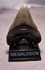 Megalodon Tooth Teeth Display Stand For Megladon Fossil Shark Teeth Tooth Stand
