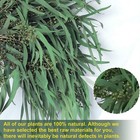 16   Real Dried Seeded Eucalyptus Stems For Shower Preserved Natural Eucalypt   