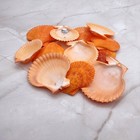 Pumpkin Orange Scallop Seashell Halves  approx  Quarter Pound Shells 2  Inches 