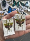 4pcs Taxidermy Praying Mantis Real Insect Bugs Entomology Collection Art Decor