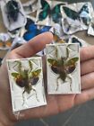 Jewel Flower Mantis   Blue Carpenter Bee Real Taxidermy Insects Entomology Gift