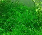 Java Moss  taxiphyllum Barbieri   buy 2 Get 1 Free  - Live Aquarium Plants