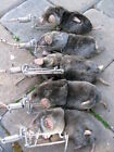 4 Traps-trapline Mole Trap-stainless Steel-usa Made