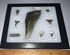 Megalodon Era Shark Teeth Collection Framed Labeled Fossil Shark Tooth Lot 