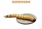 Live Superworms 1000 Count     Feeder Insects With Live Arrival Guarantee