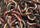 European Nightcrawlers Earthworms Live Trout Bait Blood Worms   Pet Fish Food
