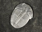Big  Trilobite Fossil 100  Natural From Cambrian Utah 3 73