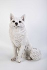 Exclusive Snow Fox Sitting Garden Statue Decor Home Animal Sculpture Wildlife