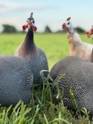 14 Fresh Guinea Bird Fowl Hatching Eggs Pinto  Pied  Choclate  Pearl   Many More