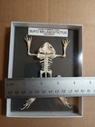  Real Bufo Toad Frog Skeleton 4  Mounted Small Animal Amphibian Bone Taxidermy 