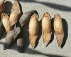 X3 Leeches  Dried Real Leech  Oddities  Macrobdella Decora