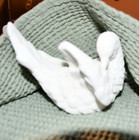 Vintage Alabaster Santino White Doves- 4 Available