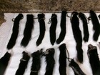 Lot Of 36 Tanned Mink Tail Fur Skin Pelt Taxidermy Hide Parts
