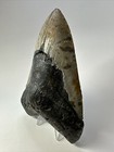 Megalodon Shark Tooth 5 64 Inch - Huge - Colorful Fossil - Natural - Real 17543