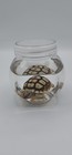 Hatchling Sulcata Tortoise Preserved Wet Specimen In Clear Screw-top Jar