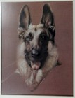 German Shepherd Dog Art Print Matted 1984 16x20 Stunning Drawing Sealed