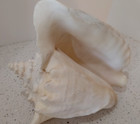 Large White Queen Conch Shell  10 l X 8 5 h Beach Coastal Decor