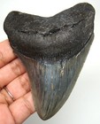 Megalodon Shark Tooth Real Fossil- 3 78  Shark Teeth No Restorations Natural