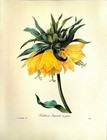 Pierre Joseph Redoute Crown Imperialyellow Botanical Art Print Book Plate 42