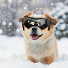Dog Goggles Small Breed Uv Lens Doggy Sunglasses For Dogs Eyes  Black
