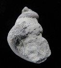 Gastropod- 1 1 8 -loxoplocus Bowdeni- Ordovician- Cincinnati  Ohio