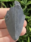Natural Beautiful 2 42    Megalodon Tooth Fossil Shark Teeth