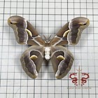 Moth Specimen Philosamia Cynthia  1pc Wings Spread A1 a-  Clear Box Packaging