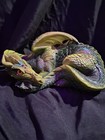Windstone Editions Green Mother Dragon 1985 Pena Statue 9     description 