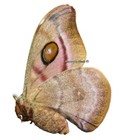 Unmounted Butterfly saturniidae - Antherina Suraka  Female  55-59mm