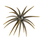 Berkley Powerbait Maxscent Moeba Creature Baits