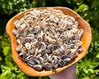 1 4 Lb Cut Cowrie Shells - 140-180 Sliced Cowry Seashells For Jewelry   Crafts