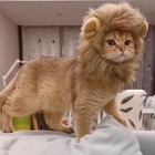 Cat Halloween Costumes - 2 Pcs Lion Mane Wig For Cat   Bunny Rabbit Hat With    