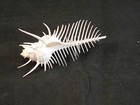 One Beautiful Little Venus Comb Murex Shell Seashell Unique Beach Decor Crafts 