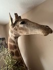 Giraffe Taxidermy Mount