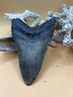 4 24    Megalodon Tooth  Prehistoric Shark Fossil  Hand Recovered