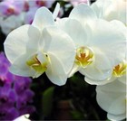25pc Orchid Seeds Garden Plant Flower Bloom Rare Exotic Usa Seller Free Shipping