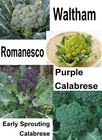 250 Broccoli Gourmet Blend  Seeds Fresh For Gardens Us Seller Ships Quick