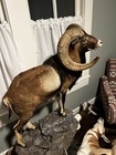 Mouflon Life Size Taxidermy