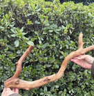 Bird Parrot Cage Large  Perch Manzanita Wood Branch 24  Length  1 - 2  Diam 