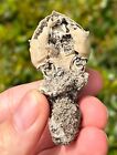 Florida Fossil Crab In Matrix Ranilia Muriceta Pliocene Age Crustacean Rare