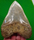 5 45    Megalodon Shark Tooth W   Ultra Serrations- Xl Big - No Restorations