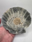 Rare Large Complete Fossil Chesapecten Shell  All Natural  Fossil Shell