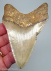 Megalodon Shark Tooth  4 47    Real Fossil Xl Big Megladon No Restorations